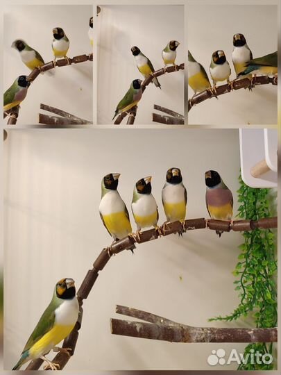 Амадины Гульда самки