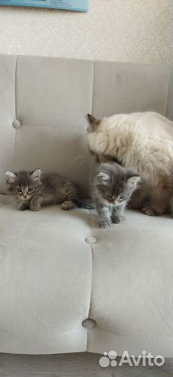 Котята отдам в добрые руки бесплатно