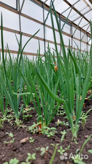 Лук зеленый