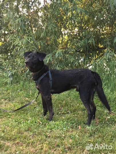 Собака в добрые руки отдам бесплатно