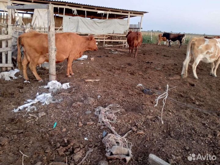 Коровы дойные молочные