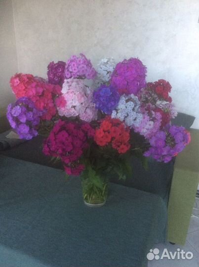 Флоксы сортовые