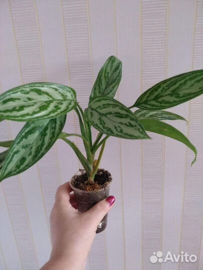 Аглонема Санса суккулент спатик