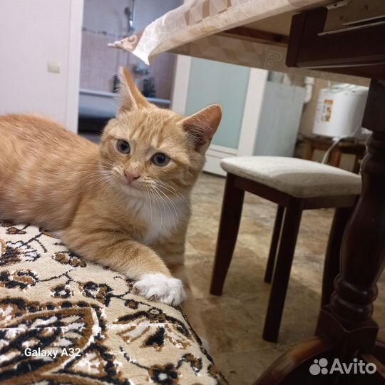 Кошка в дар бесплатно