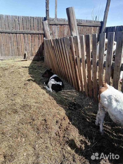 Корова дойная