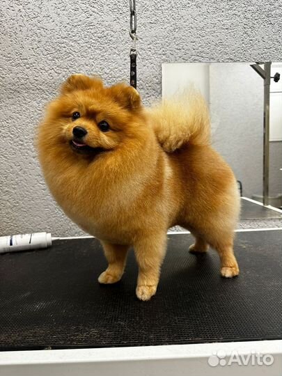 Померанский шпиц вязка кобель