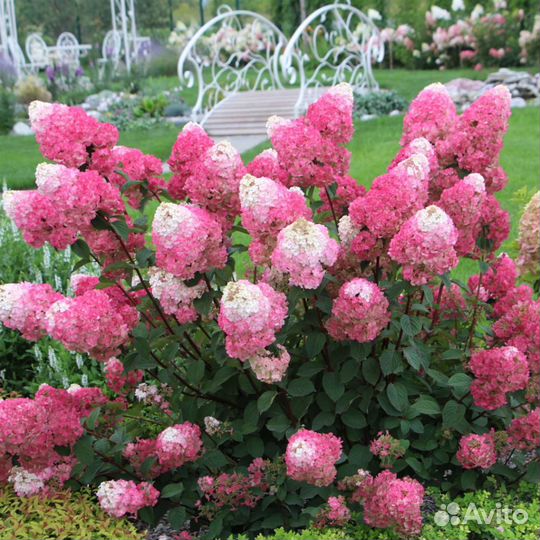 Гортензия самарская лидия