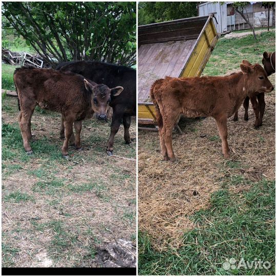 Коровы телки и телята Цена договорная