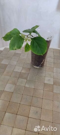 Бугенвиллия махровая Pagoda Pink