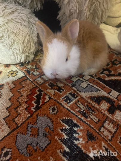 Карликовый кролик