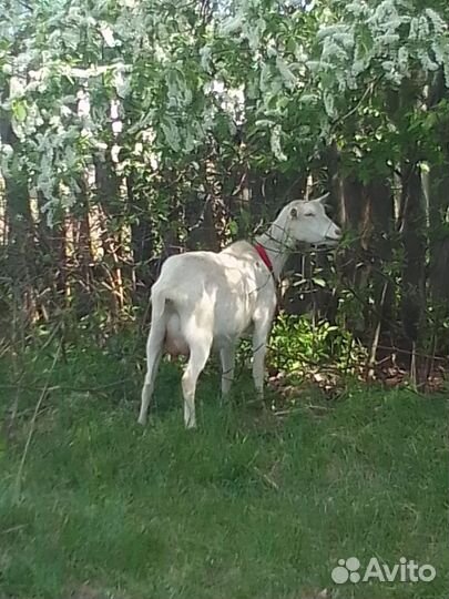 Дойная зааненская коза