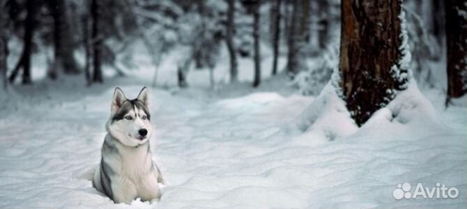 Видеомонтаж, Фотомонтаж, создание фильмов