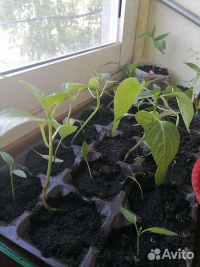 Рассада сладкого перца