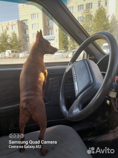 Пинчер вязка