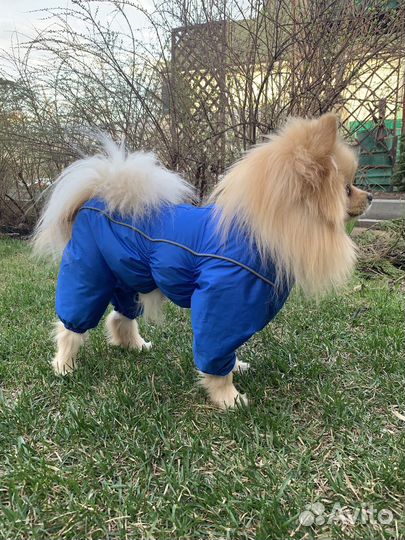 Дождевик комбинезон для маленьких собак