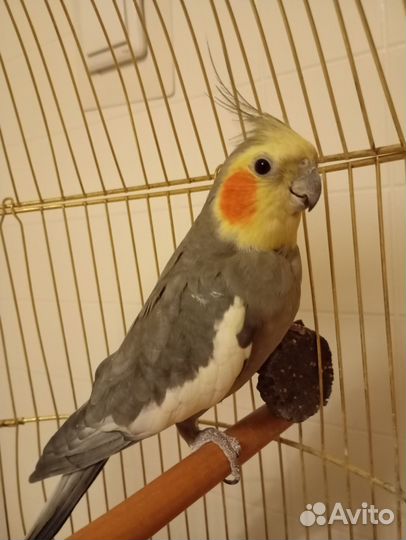 Попугай карелла