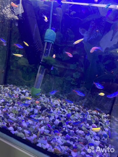 Аквариум с рыбками