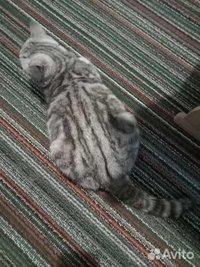 Шотландская кошечка