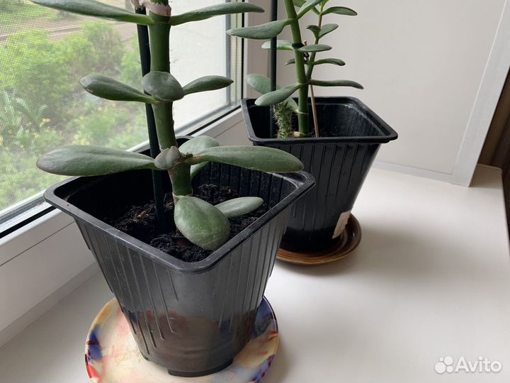 Толстянка (денежное дерево)