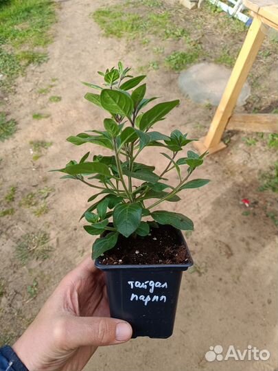 Петуния тайдалы