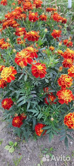 Бархатцы рассада