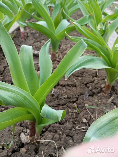 Черемша с луковицей на посадку