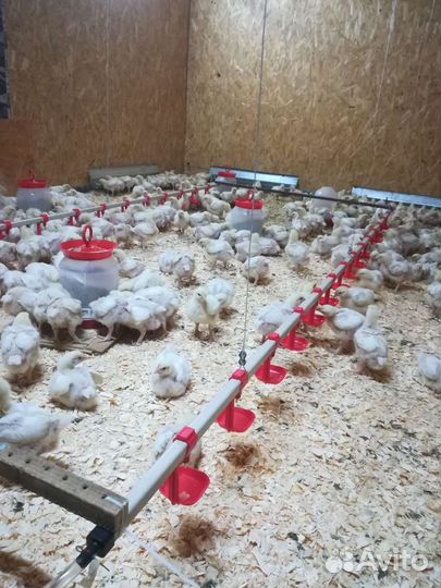 Цыплята, индюшка, утята, гусята