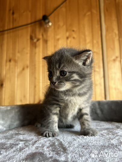 Серая кошка (котенок)