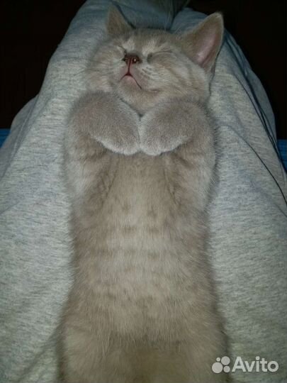 Вязка Британский кот