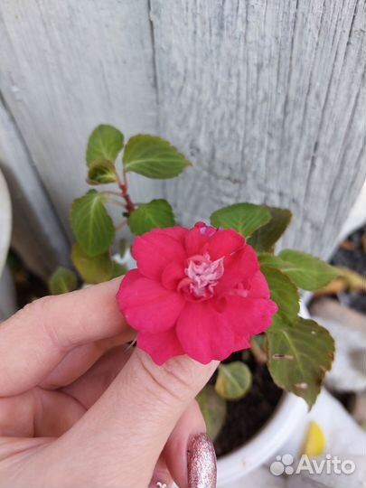 Бальзамин махровый