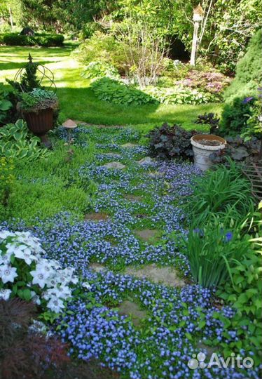 Почвопокровные растения