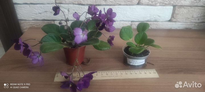 Продам цветы комнатные