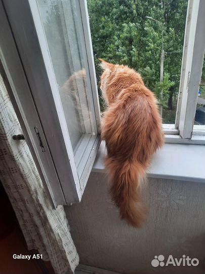 Мейн-кун вязка