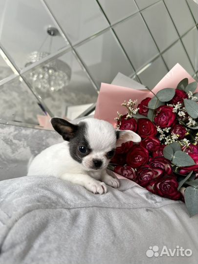 Чихуахуа мини
