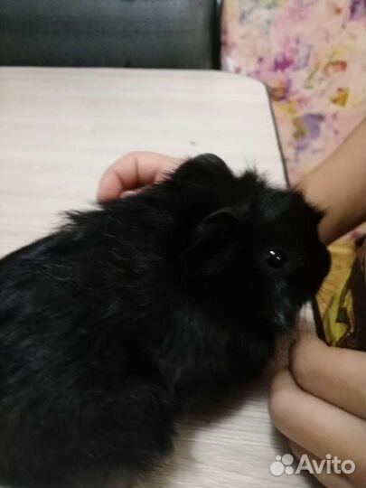 Морские свинки