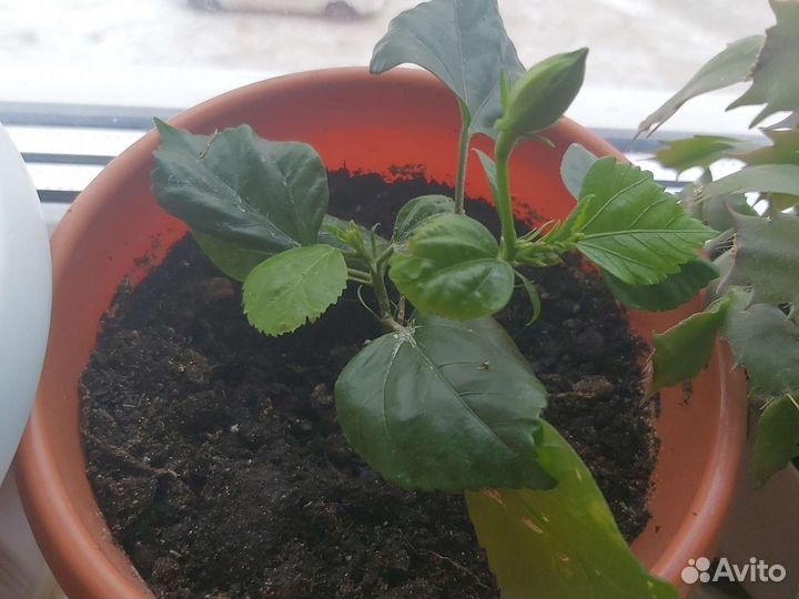 Гибискус сортовой лантана