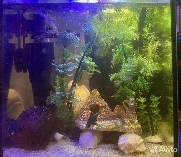 Мраморный рак