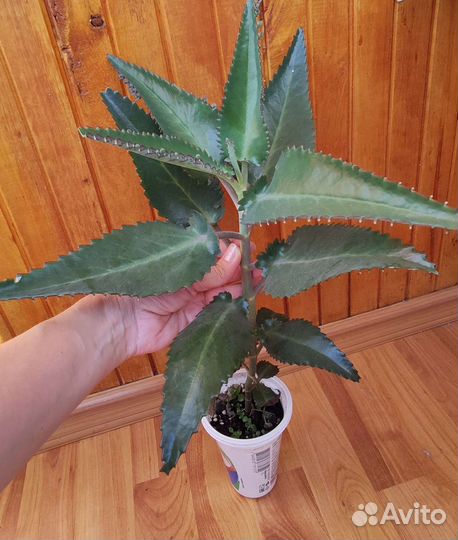 Каланхоэ лечебное