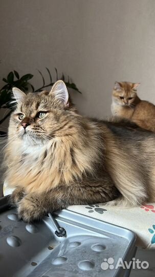 Шотландский золотой кот вязка