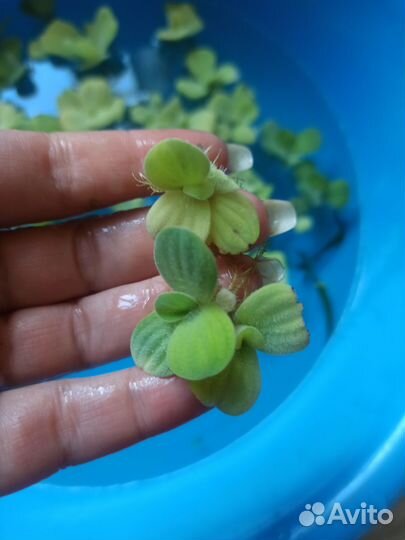 Пистия, порядка 40 кустиковй