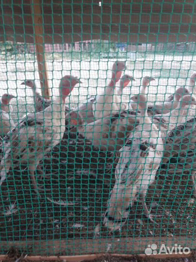 Индюк с 4 месяца и выше