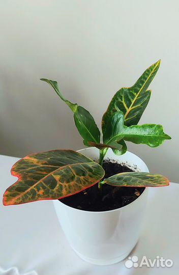 Шефлера Кротон Аглаонема Авокадо и др