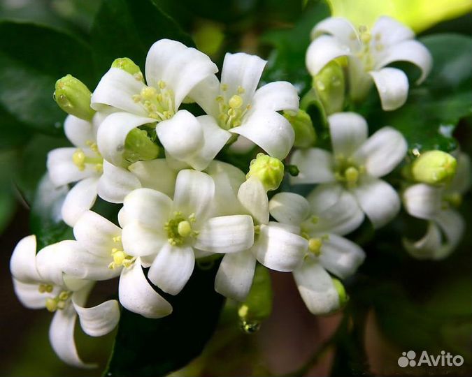 Мурайя (муррайя) взрослая. Цветёт, c плодами