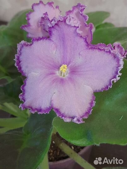 Фиалка сортовая