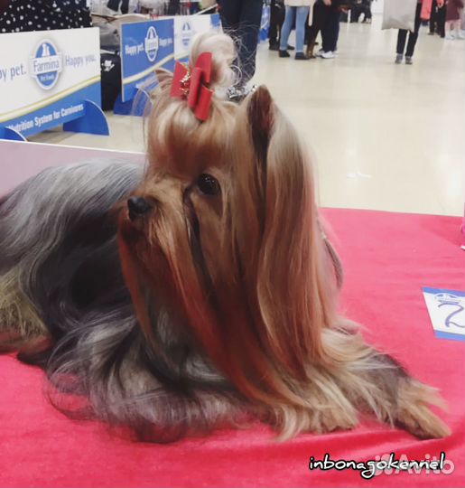 Йоркширский терьер