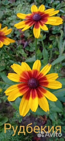 Многолетники для сада