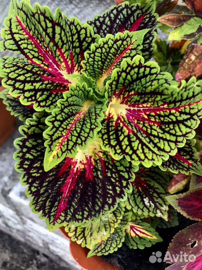 Колеусы сортовые