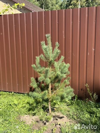 Сосна обыкновенная