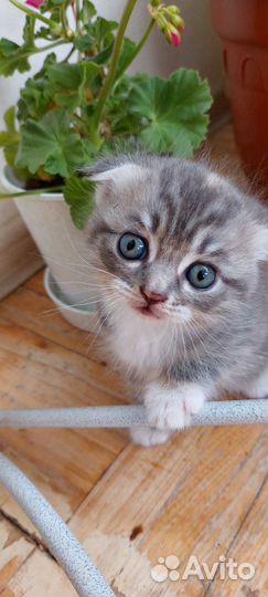 Котята вислоухие