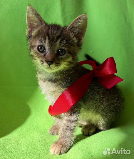 Котенок девочка бесплатно